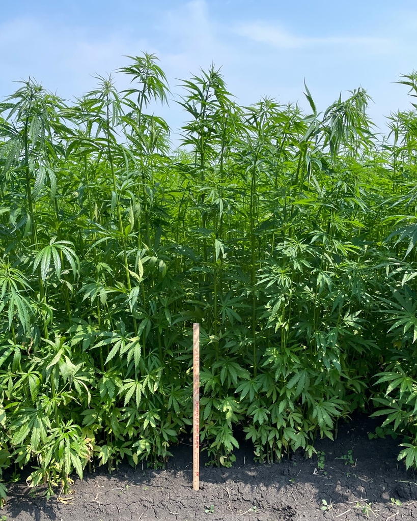 SmokyHempDecort's tweet photo. Pictured here is a 6’ #industrialhemp stand belonging to one of SHDL producers. Agronomist Darcy Boisvert snapped this photo during his field check on July 10th.

#SmokyHempDecortication #SmokyAgSolutions #Hemp #CanadaHemp #AlbertaHemp #Agriculture #ABagriculture #CdnAg #ABgrows https://t.co/ZfBQnsHCHZ