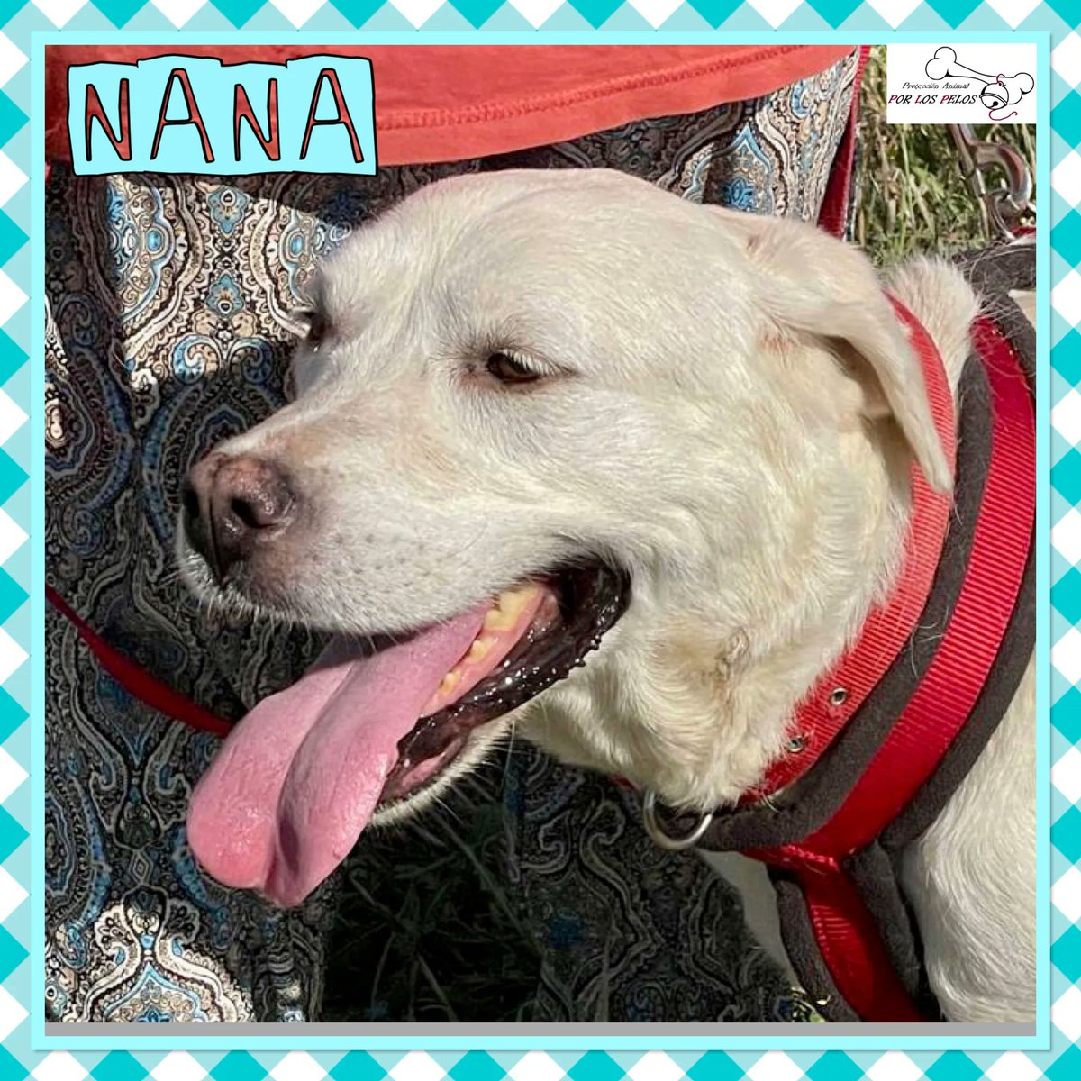 PerreraToledo's tweet photo. 🐶NANA🐶#labradora 6 años busca URGENTEMENTE #acogida #adopcion para salir de la perrera. Es terrible, era una perrita feliz hasta que ha sido abandonada por su familia porque llega un nuevo bebé. Es una perra de casa y no entiende nada.👉 https://t.co/UTDUJC1YFY https://t.co/moEk9sMBGq