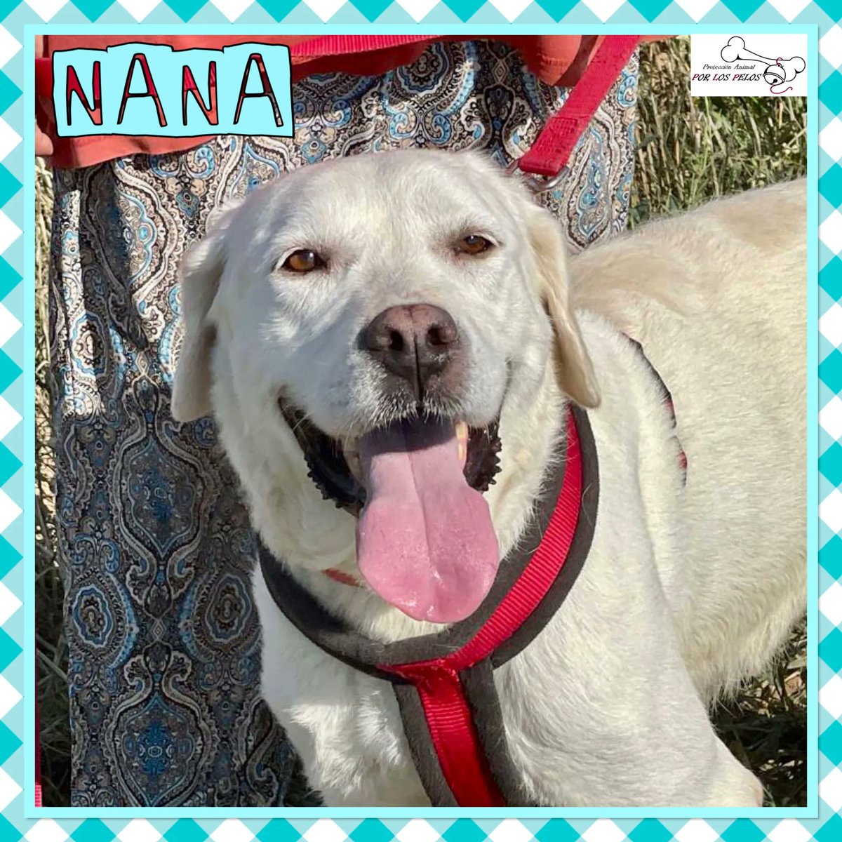 PerreraToledo's tweet photo. 🐶NANA🐶#labradora 6 años busca URGENTEMENTE #acogida #adopcion para salir de la perrera. Es terrible, era una perrita feliz hasta que ha sido abandonada por su familia porque llega un nuevo bebé. Es una perra de casa y no entiende nada.👉 https://t.co/UTDUJC1YFY https://t.co/moEk9sMBGq