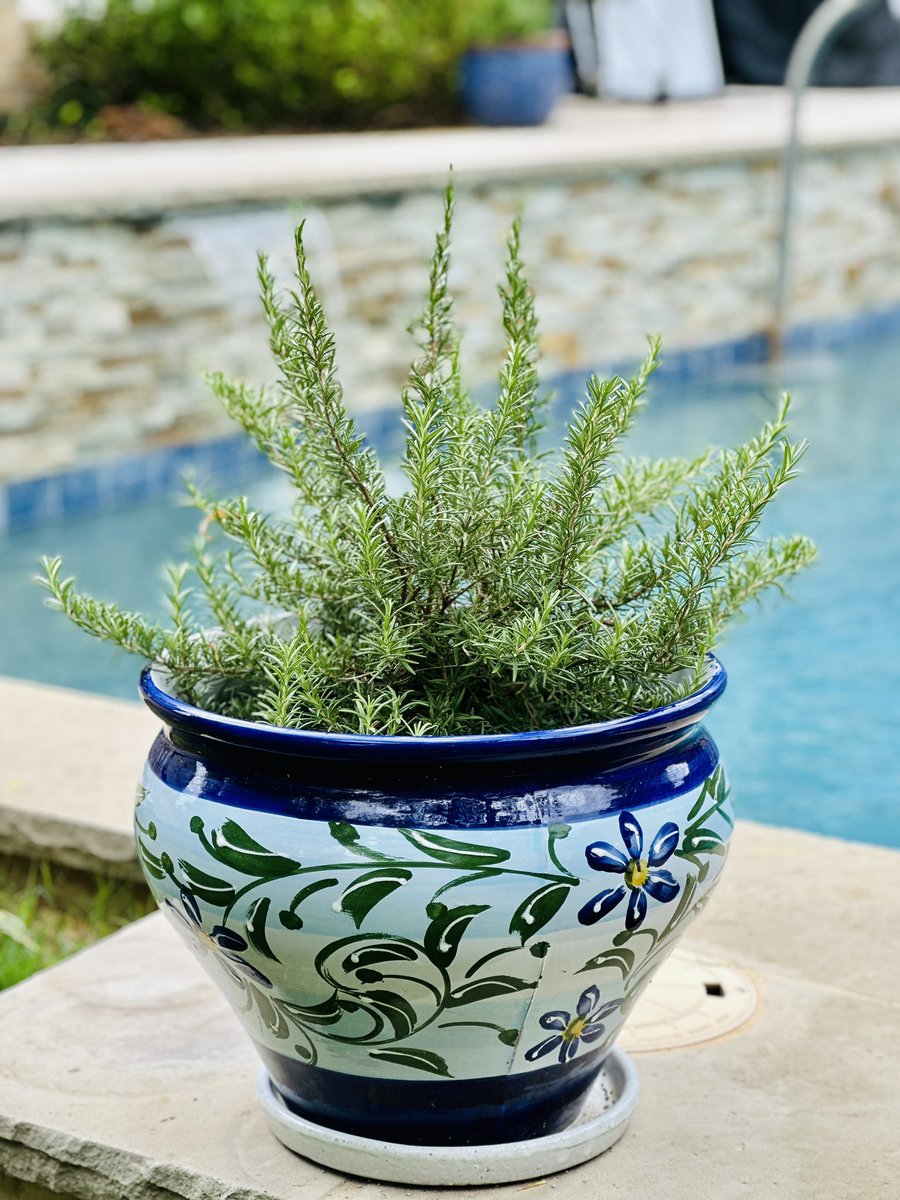 mcsommgrl's tweet photo. Results are in on the ROSEMARY edition of:
How it Started v. How it’s Going
I always wanted a man who could grow things, keep them healthy, and bring forth life with me.
🌱💚
#ThriveTherapy #NoRot #NoStenchHere https://t.co/CG5EV8SeZ2