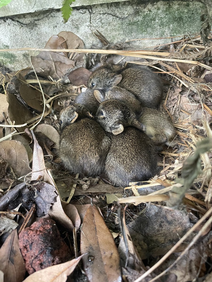 libra_loopy's tweet photo. I have a cluster of baby bunnies in my backyard and I’m in love with every. Single. One. Of. Them. https://t.co/uUAenm401V