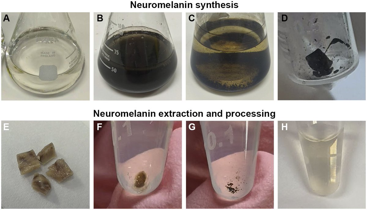ScienceofPD's tweet photo. Researchers at the @AucklandUni (go kiwis!) present an absolute quantification of neuromelanin in formalin-fixed human brains (normal &amp; #Parkinsons) using absorbance spectrophotometry - new research from @VDieriks &amp; colleagues
https://t.co/5vvF9mkfYy https://t.co/TpXhxFqwdD