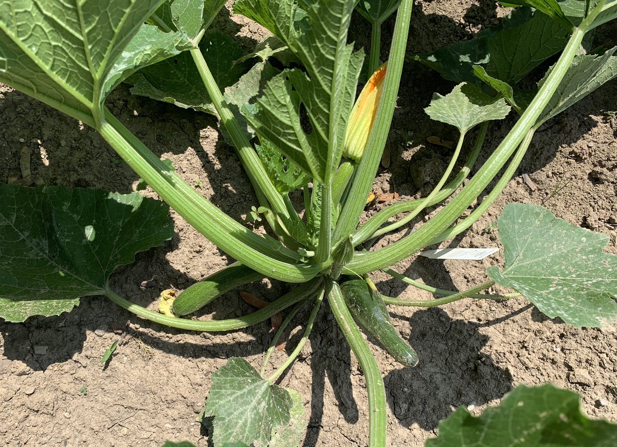 Mr. Uriarte (@mruriarte) on Twitter photo Week 2: The naturalized front garden is looking healthy & full, thank you Mr. Angolia. The back garden is looking good. Potatoes plants are looking strong, more cucumbers and zucchini’s are on their way. #waterday <a href="/PDSB_eco/">Peel EcoSchools</a> <a href="/PeelSchools/">Peel District School Board</a> Week 2: The naturalized front garden is looking healthy & full, thank you Mr. Angolia. The back garden is looking good. Potatoes plants are looking strong, more cucumbers and zucchini’s are on their way. #waterday <a href="/PDSB_eco/">Peel EcoSchools</a> <a href="/PeelSchools/">Peel District School Board</a>