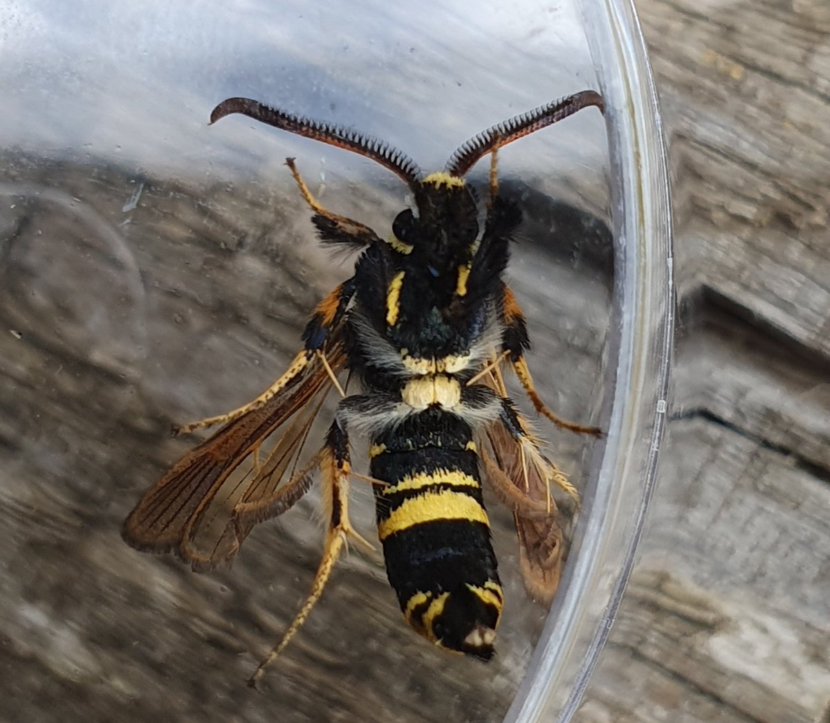 A Dusky Clearwing came to TAB lure this afternoon in Lower Hellesdon- a first for Norfolk, which is exciting 😊