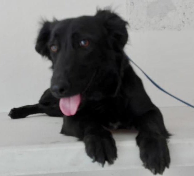 AdoptameNaucal1's tweet photo. Soy LOLA! y hago mi presentación oficial! Soy una cachorra talla chica raza única y me fascina la gente! Esta es mi historia de cómo llegue al Antirrabico 🧵 @FansDeMiyagi @EmilioLarrosa @azelarobinson @MascotasSismo @gabrielguerrac @CdSatelite @AdoptaAtizapan @satelucos https://t.co/w0KLQhvPRt
