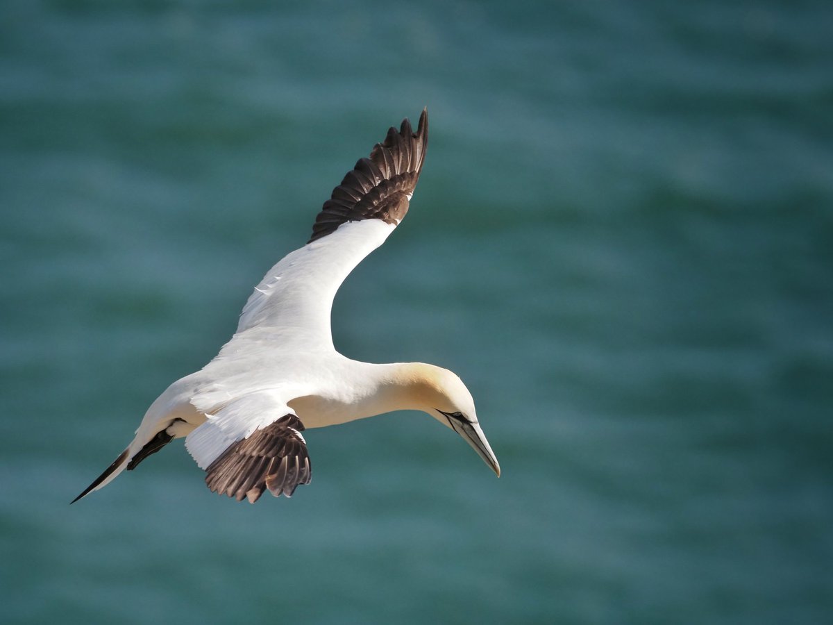 @thesassysergio 🐦