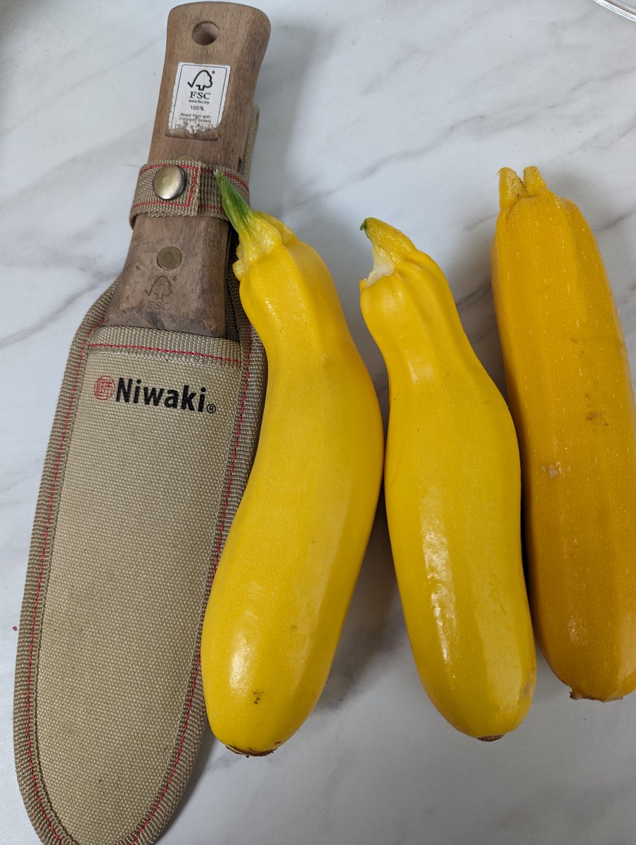 allotmentgrace's tweet photo. Popped to the parentals and managed to come away with some yellow courgettes and a @NiwakiHQ Hori Hori knife!!! Winner. 😁 Allotment weeds - I'm coming for you. 
#allotment #allotmentuk #horihoriknife #niwaki #courgette https://t.co/yAcoQ5rtEj
