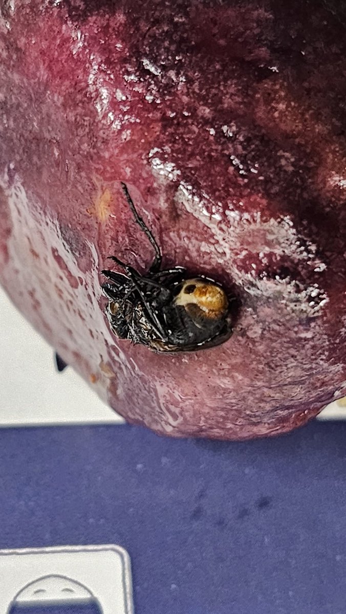 ashwinf83's tweet photo. @SwiggyCares @Swiggy @thefattybaomum @thefattybaoblr
@thefattybaodel 
What kind of complimentary #insect have you served me with my dumpling?
#swiggy #thefattybao #thefattybaomumbai #swiggydoesntcare https://t.co/N2McbGBrTW