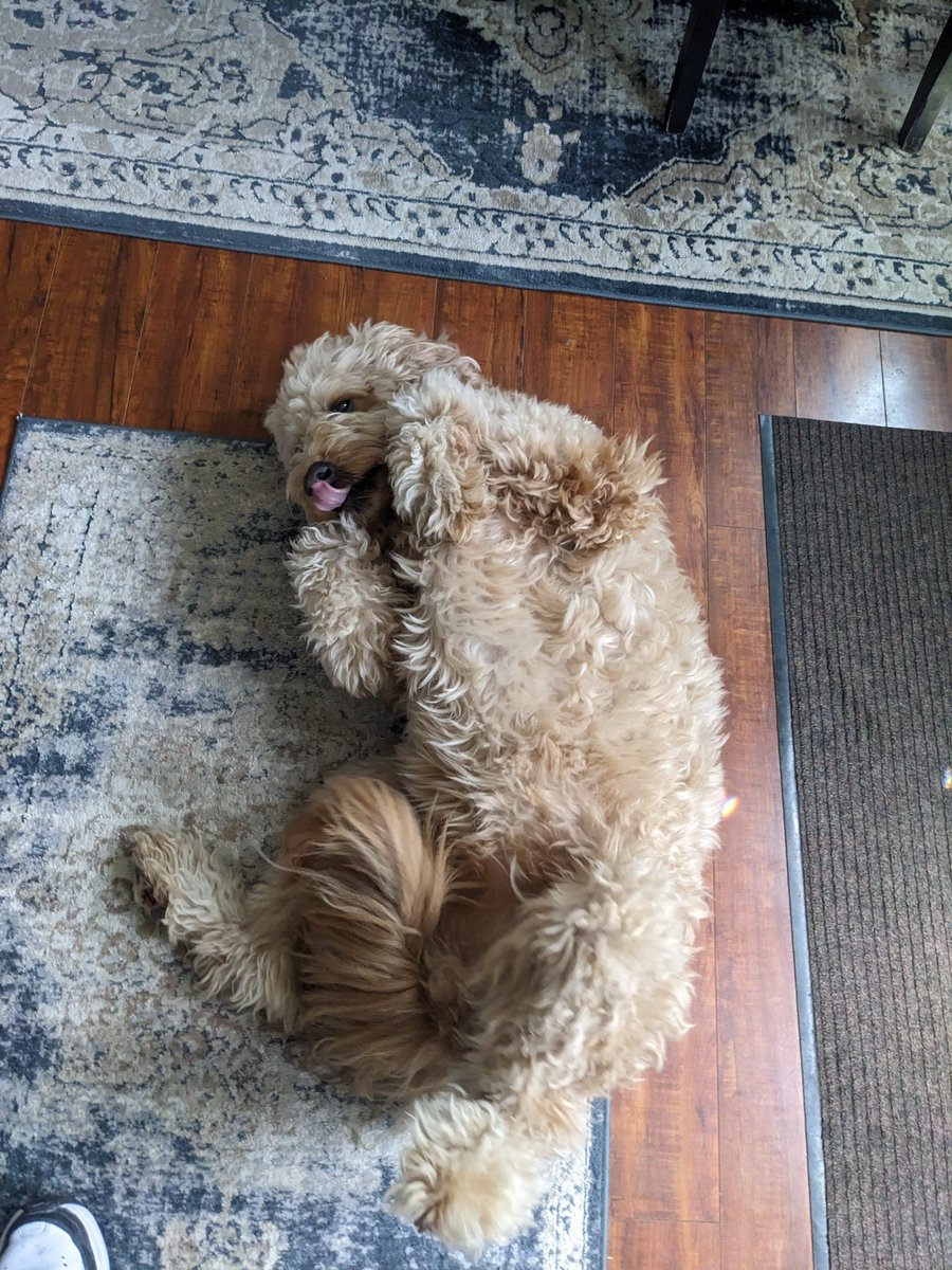 g_trux's tweet photo. I love Paisley https://t.co/ElstjiQYs2