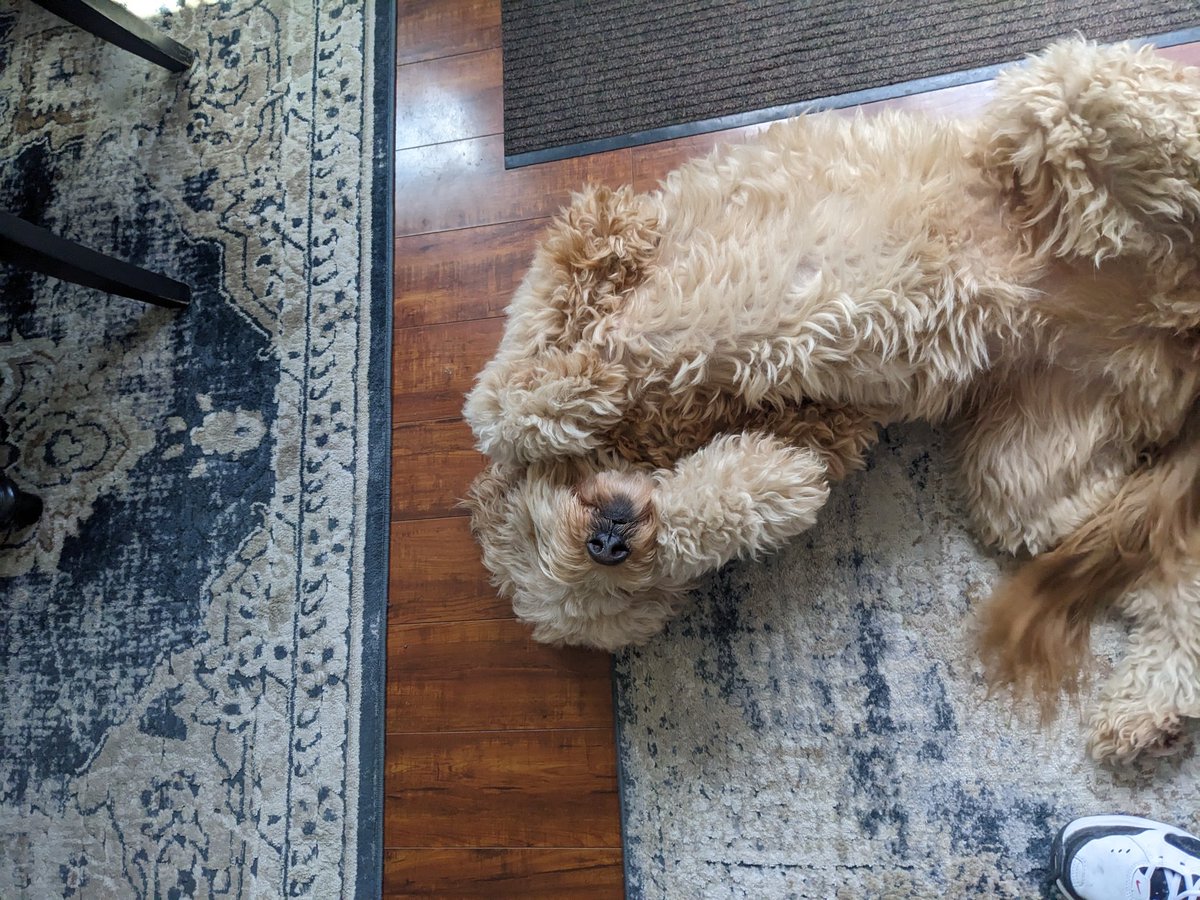 g_trux's tweet photo. I love Paisley https://t.co/ElstjiQYs2