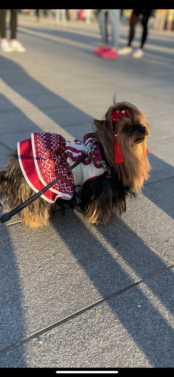lykkefriis's tweet photo. Cutest guest star from Zaporizjzja after @ZelenskyyUa speech in Vilnius #dogsforUkraine #NATOSummitVilnius https://t.co/ejlgoc5BXQ