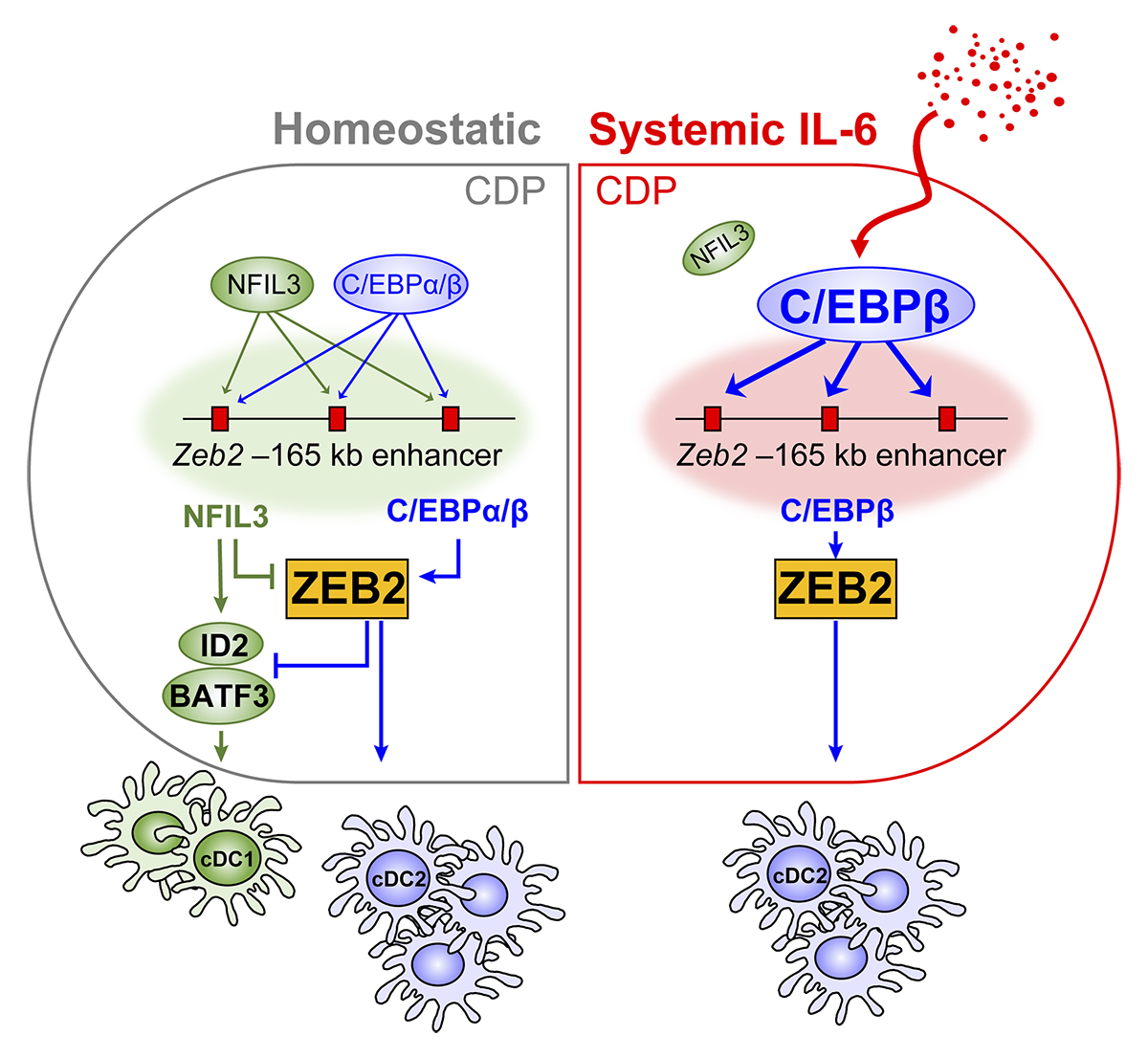 Journal of Experimental Medicine (@jexpmed) on Twitter photo Kim, Murphy et al. <a href="/WUSTLmed/">Test Account</a> show that tumor-derived IL-6 blocks development of type 1 classical #DendriticCells by inducing C/EBPβ in the common DC progenitor, which supports Zeb2 expression in the −165 kb enhancer, thus preventing pre-cDC1 specification bit.ly/3D4yOcx Kim, Murphy et al. <a href="/WUSTLmed/">Test Account</a> show that tumor-derived IL-6 blocks development of type 1 classical #DendriticCells by inducing C/EBPβ in the common DC progenitor, which supports Zeb2 expression in the −165 kb enhancer, thus preventing pre-cDC1 specification bit.ly/3D4yOcx
