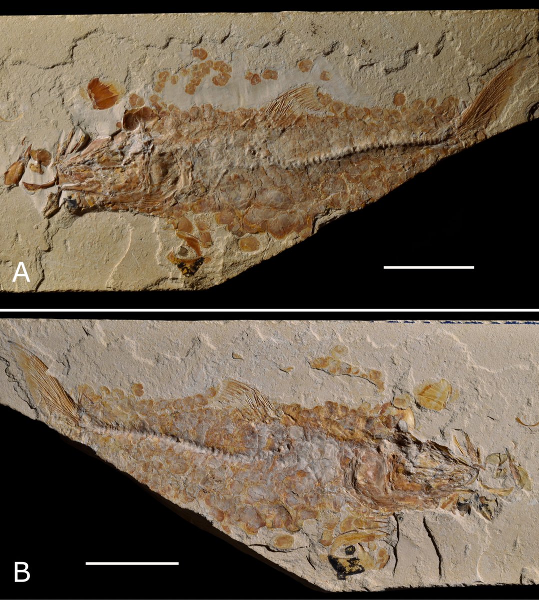 Kleyton Cantalice (@cantalice_km) on Twitter photo I’m thrilled to announce that the new Albuliform fish from the Late Cretaceous of Chiapas, Southwest Mexico has been published in the <a href="/JournalSystPal/">NHM Journal of Systematic Palaeontology</a>, Macabi tojolabalensis.
tandfonline.com/doi/full/10.10… I’m thrilled to announce that the new Albuliform fish from the Late Cretaceous of Chiapas, Southwest Mexico has been published in the <a href="/JournalSystPal/">NHM Journal of Systematic Palaeontology</a>, Macabi tojolabalensis.
tandfonline.com/doi/full/10.10…