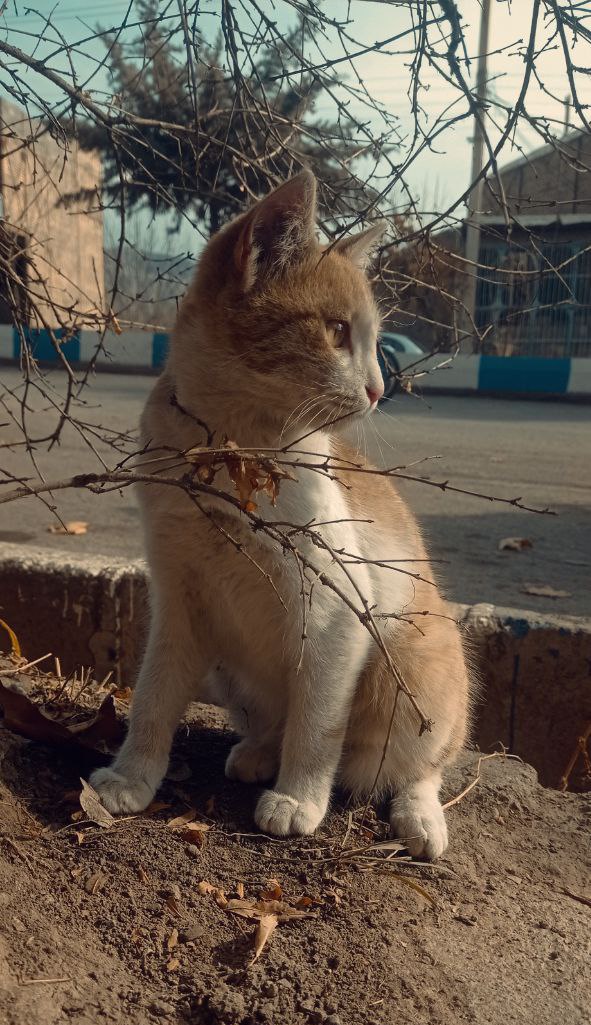 _dryaplii's tweet photo. @kaqazgolshan گربه های خیابونی :»» https://t.co/umDt881BD1