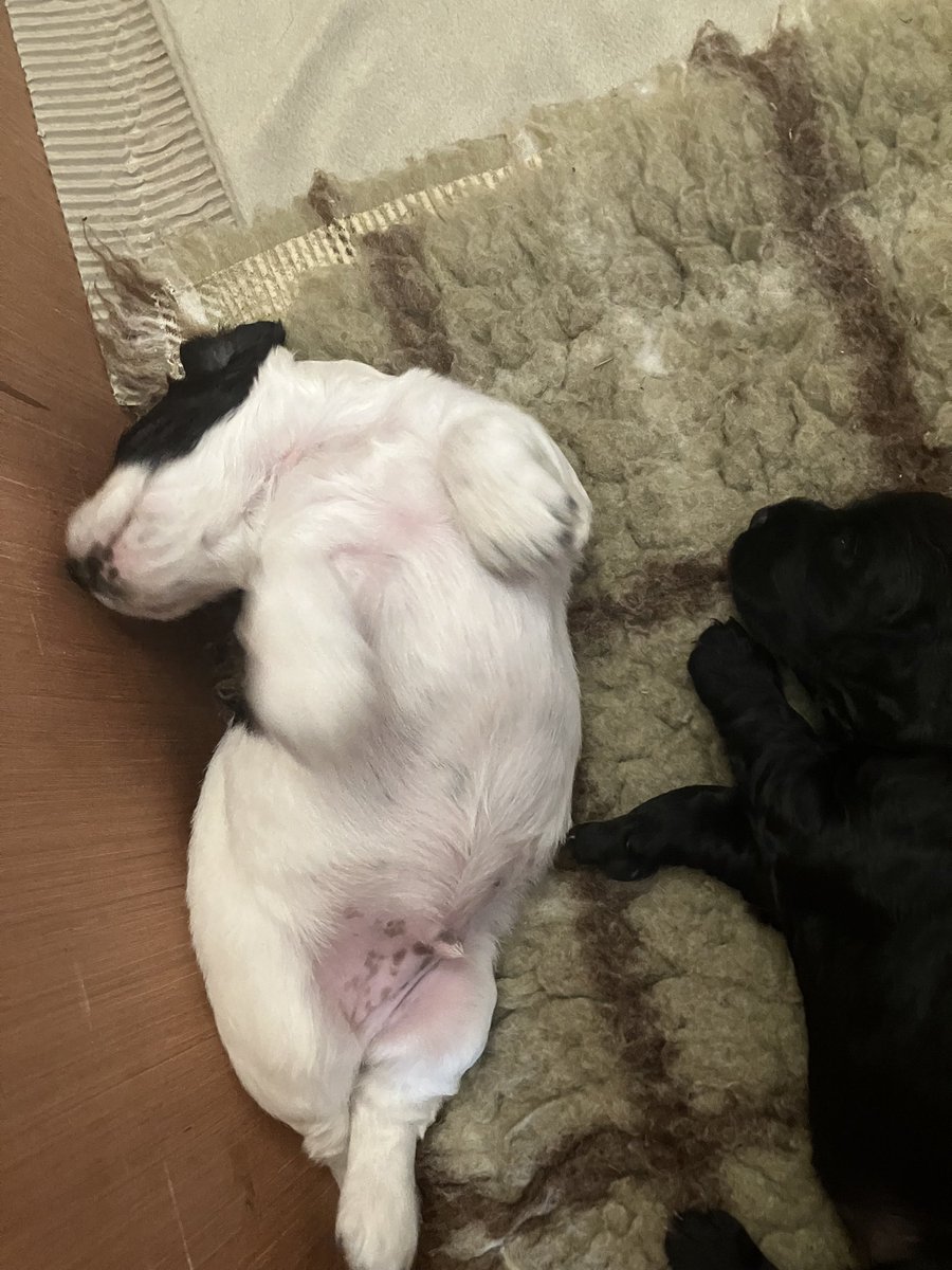 dockurly13's tweet photo. New pup alert! Meet Paddy the new pup on the block. Joining the clan in a few weeks time. The chaos he is going to cause….😂😂 https://t.co/5L4rYaX4wF