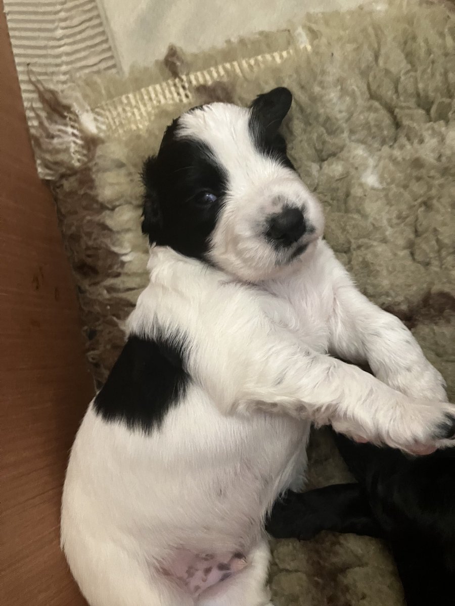 dockurly13's tweet photo. New pup alert! Meet Paddy the new pup on the block. Joining the clan in a few weeks time. The chaos he is going to cause….😂😂 https://t.co/5L4rYaX4wF