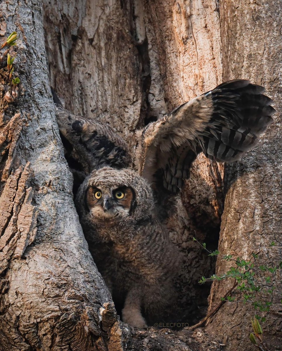 The CCPC tweet media