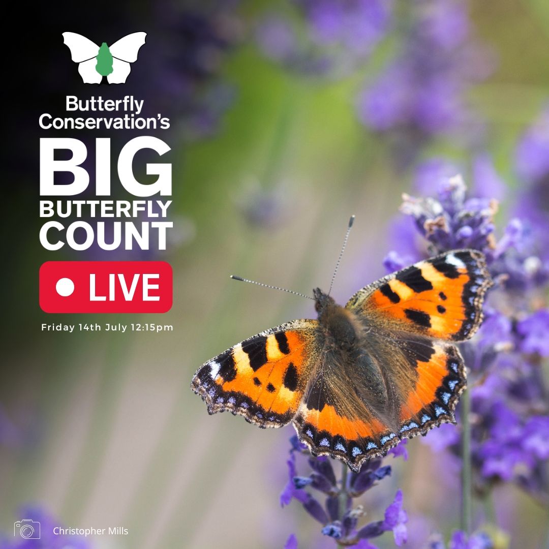 Join us LIVE for the launch of #BigButterflyCount 2023 on Facebook & YouTube this Friday at 12:15pm 🎉🦋 We'll be at @HawkConservancy with @ChrisGPackham, @DrAmirKhanGP, CEO @JulieWilliamsBC and more! Want to be featured in our livestream? Send us your photos & videos 📸👇