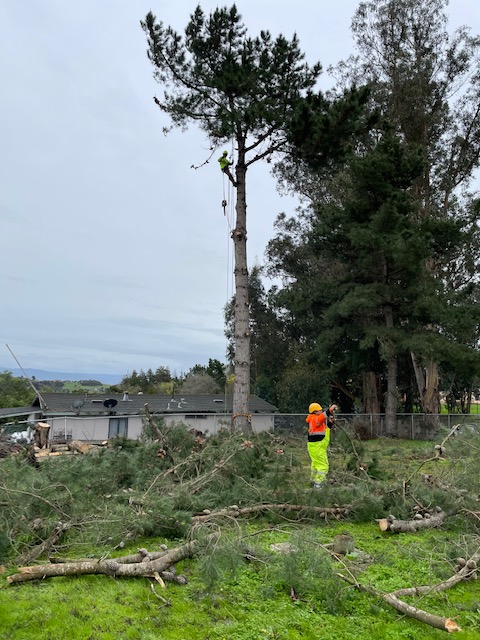 ColoresTree's tweet image. I aim to create long-term customer relationships and be the go-to company for reliable and affordable tree-cleaning services. Request a quote by calling (831) 254-5551!

#TreeCleaning bit.ly/3NeWrVB