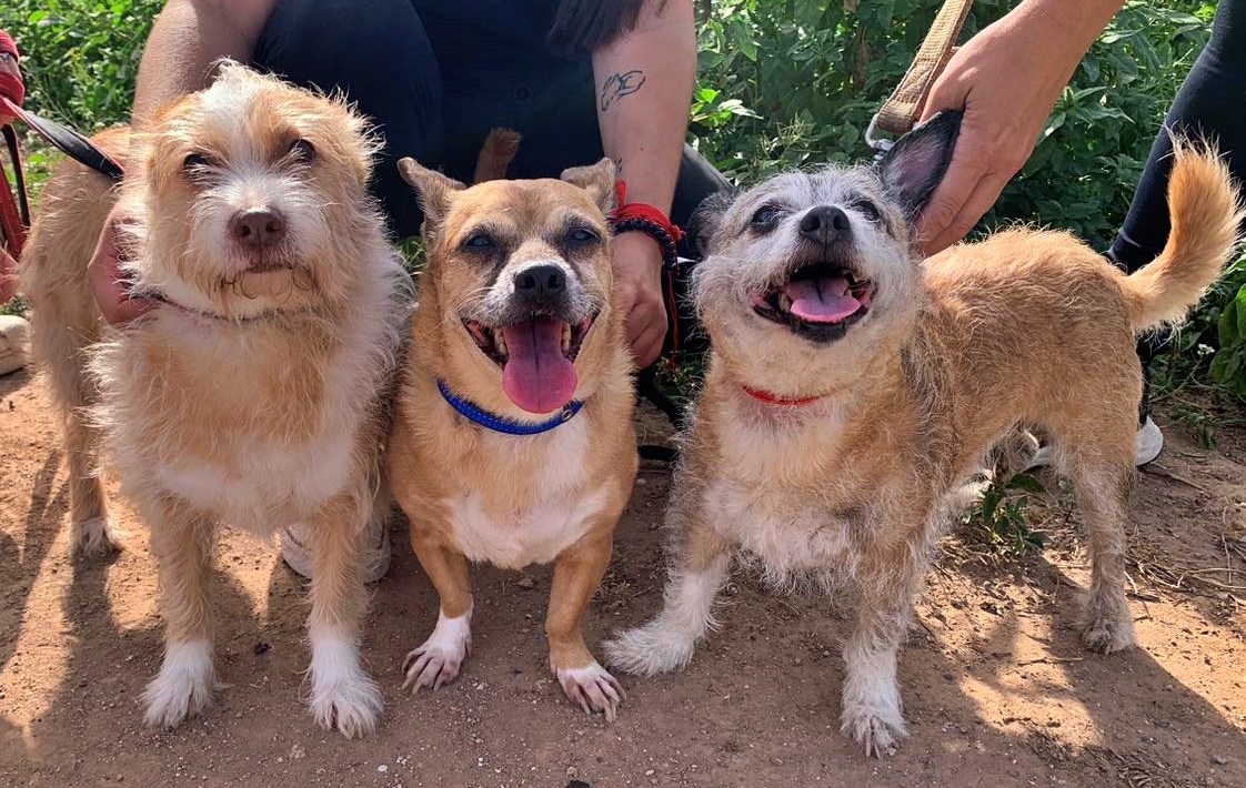 SosAbuelos1's tweet photo. #VALENCIA
Estamos muy tristes, esta bonita familia peludita se ha quedado sin su mamá porque ha fallecido. 
Las pobres han acabado en una jaula. 😣

Son madre y dos hijas; #CHISPITA (mamá) 12 añitos & #CHISPI y #CHISPA (hijitas) 10 añitos.

Todas son muy buenas, sociables, agradecidas, simpáticas, cariñosas y pasean estupendamente.

Sabemos que es difícil pero no imposible…nos gustaría una acogida o adopción de las tres ya juntitas, ya que no se han separado nunca y sería muy cruel hacerlo.

Su adopción no tiene coste.

WhatsApp 661864808 // 662366480 // adopciones@protectoramodepran.com