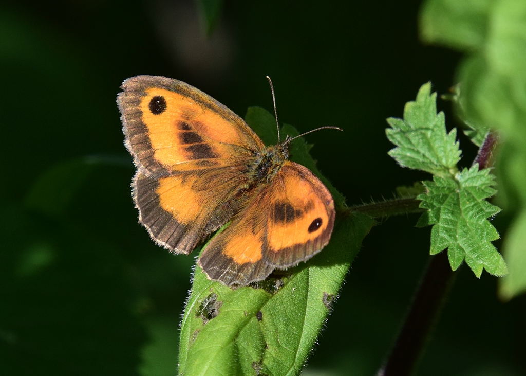 Neil Freeman tweet media