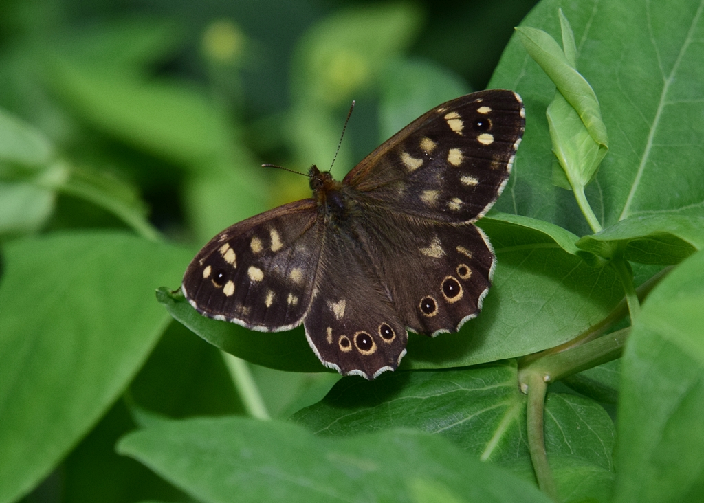 Neil Freeman (@neilfreeman14) on Twitter photo Just 10 minutes of sun late this afternoon was enough to bring out a Gatekeeper and a Speckled Wood here in my Solihull garden <a href="/BCWarwickshire/">BC Warwickshire</a> Just 10 minutes of sun late this afternoon was enough to bring out a Gatekeeper and a Speckled Wood here in my Solihull garden <a href="/BCWarwickshire/">BC Warwickshire</a>