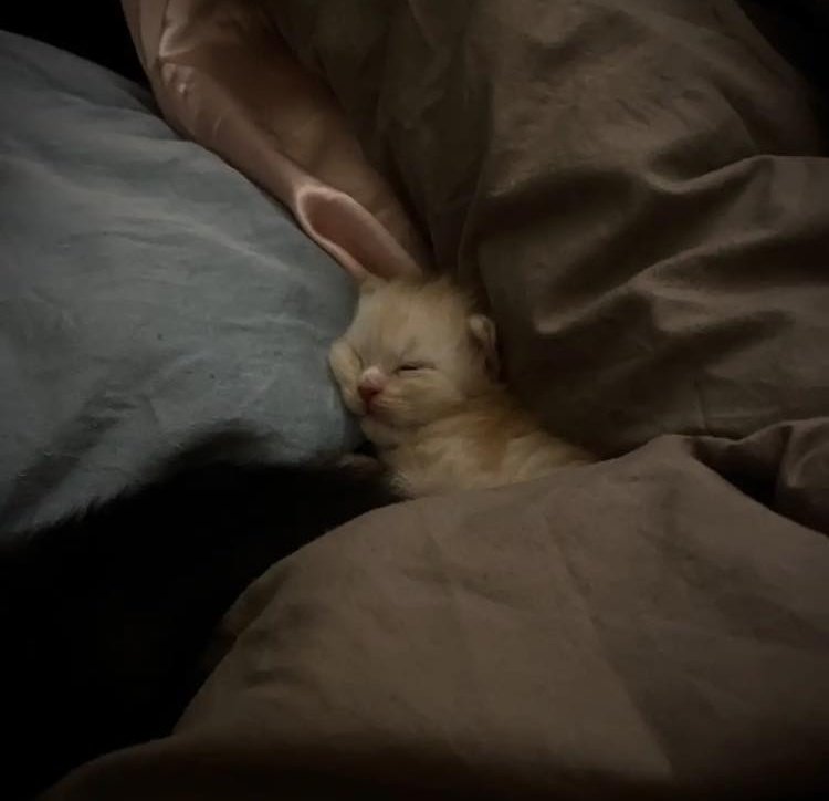 sleep,by     and  To be  snousling pplese   hhauh need to,having kitys frienfs to