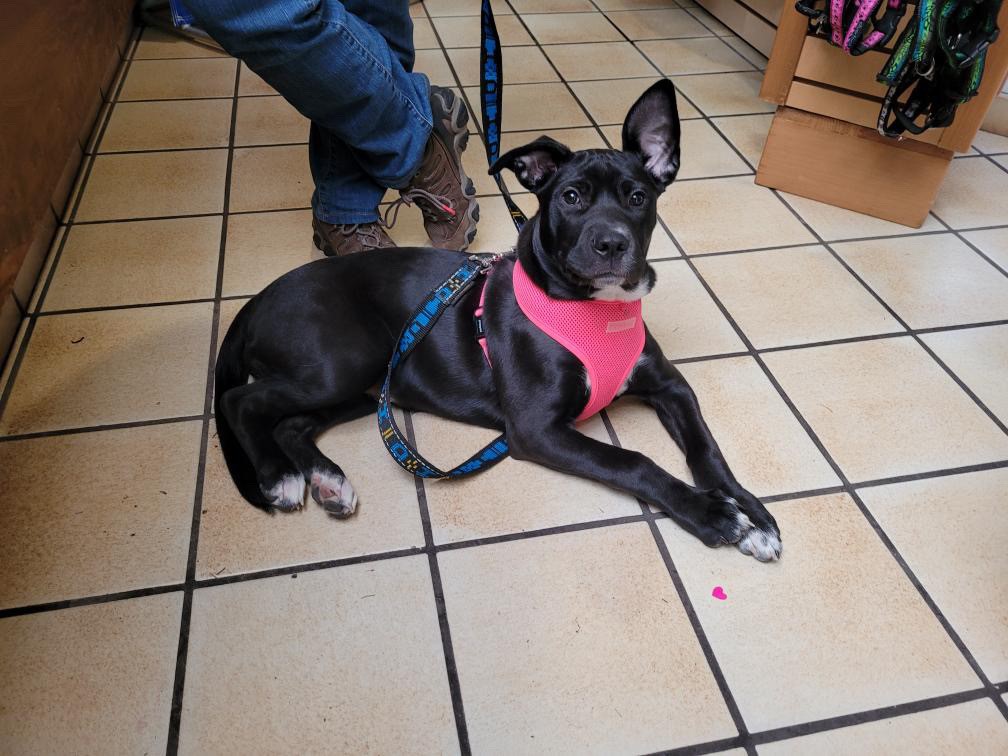 Did you know we provide clinic transport for our Pet outreach program? Getting to and from the vet can be just one of the many barriers to accessing care! We have a spot in the car for you and your pet for any appointment booked through us. Contact us at petoutreach@atira.bc.ca