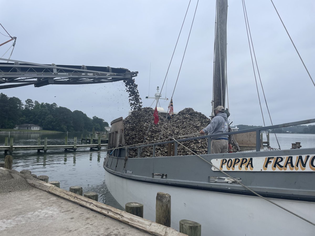 This year we secured VA oyster seed for the first time in 5 years and planted just under 4,000 bushels on county oyster bars.  We also planted over 114,000 bushels of freshly shucked shell, supporting nine counties. #oysters