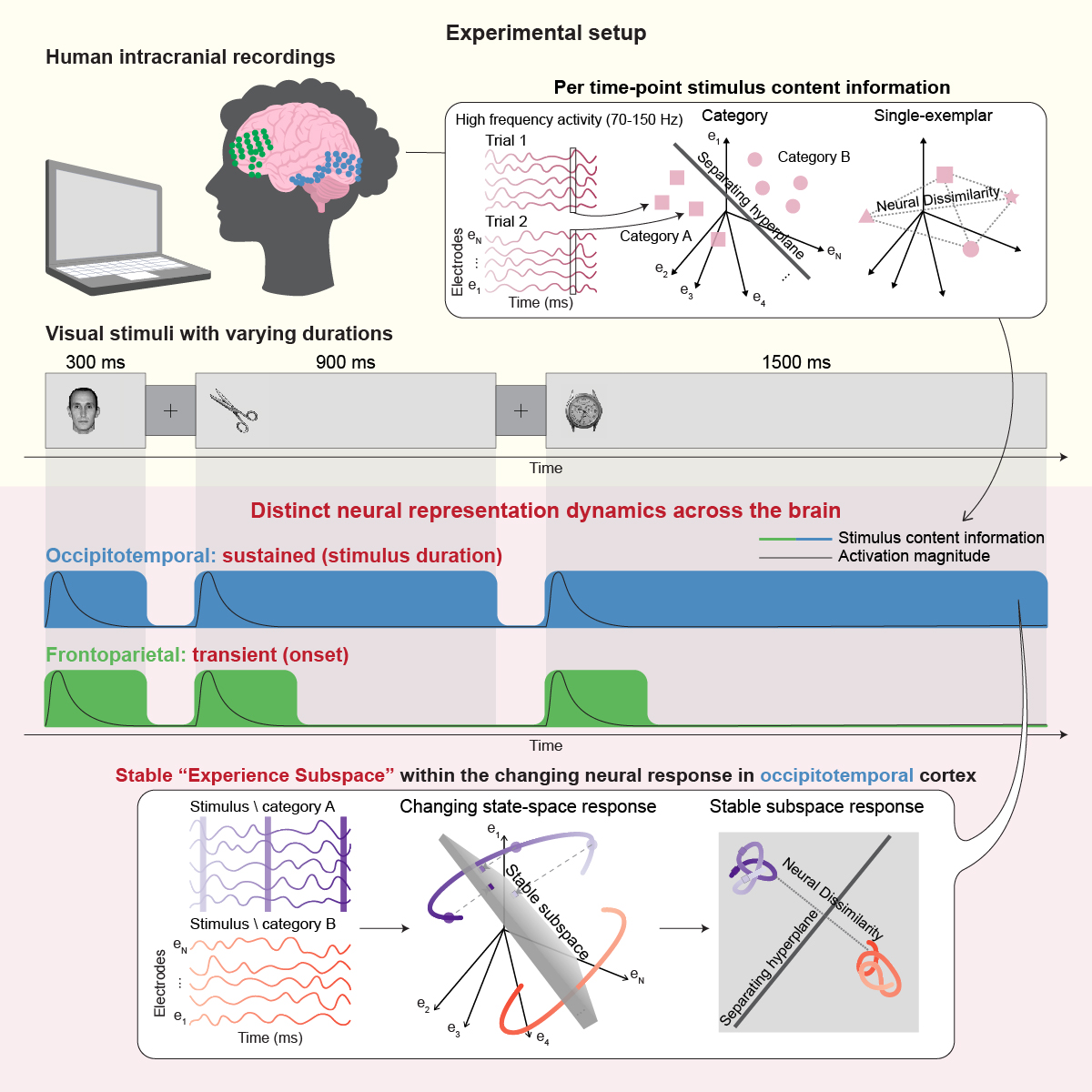 Gal Vishne @neurogal.bsky.social (@neuro_gal) on Twitter photo 😀🎊 Woohoo! Now published in <a href="/CellReports/">Cell Reports</a>! 🎆😀
doi.org/10.1016/j.celr…
How is ongoing visual experience represented?
Using intracranial recordings, we uncover distinct representation dynamics in the ventral stream and prefrontal cortex.
w <a href="/Deouell/">Leon Deouell</a> <a href="/edden_gerber/">Edden Gerber</a> BobKnight
1/7 😀🎊 Woohoo! Now published in <a href="/CellReports/">Cell Reports</a>! 🎆😀
doi.org/10.1016/j.celr…
How is ongoing visual experience represented?
Using intracranial recordings, we uncover distinct representation dynamics in the ventral stream and prefrontal cortex.
w <a href="/Deouell/">Leon Deouell</a> <a href="/edden_gerber/">Edden Gerber</a> BobKnight
1/7