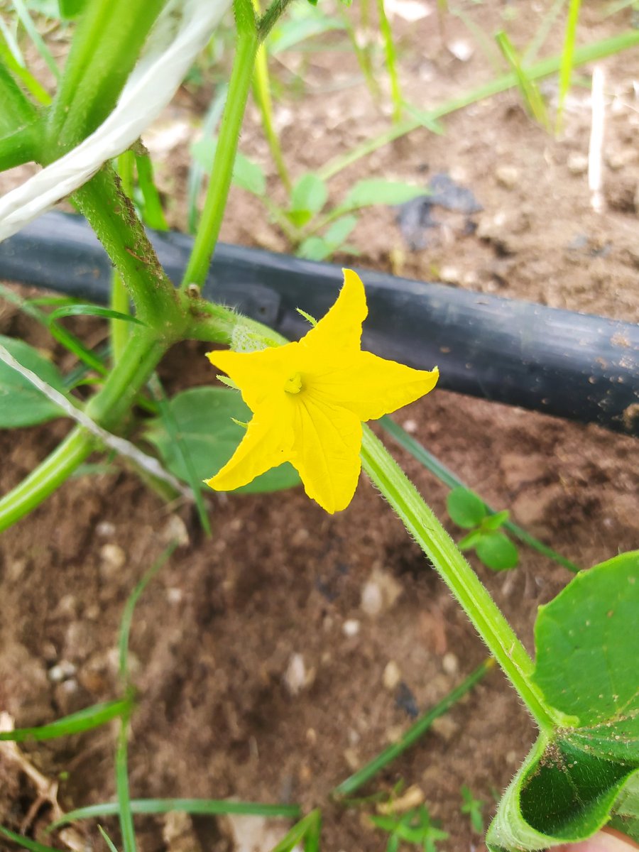 oluadefarms's tweet photo. 21 days after transplantating..flower 🌷 buds are out...
#cucumber 
#farmingislife https://t.co/A7UFCScThi