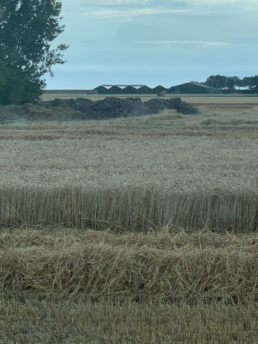 <a href="/Vario820/">Wim De Witte</a> <a href="/Rabobank/">Rabobank</a> Dat stro voegen we vervolgens wat lekker poep aan toe en dan komt het volgend jaar weer terug op t land. 

We werken al jaren samen met een veehouder en sluiten zo de #kringloop! 

Hier ligt het stro van vorig jaar gecomposteerd klaar om weer over de stoppel uitgereden te worden