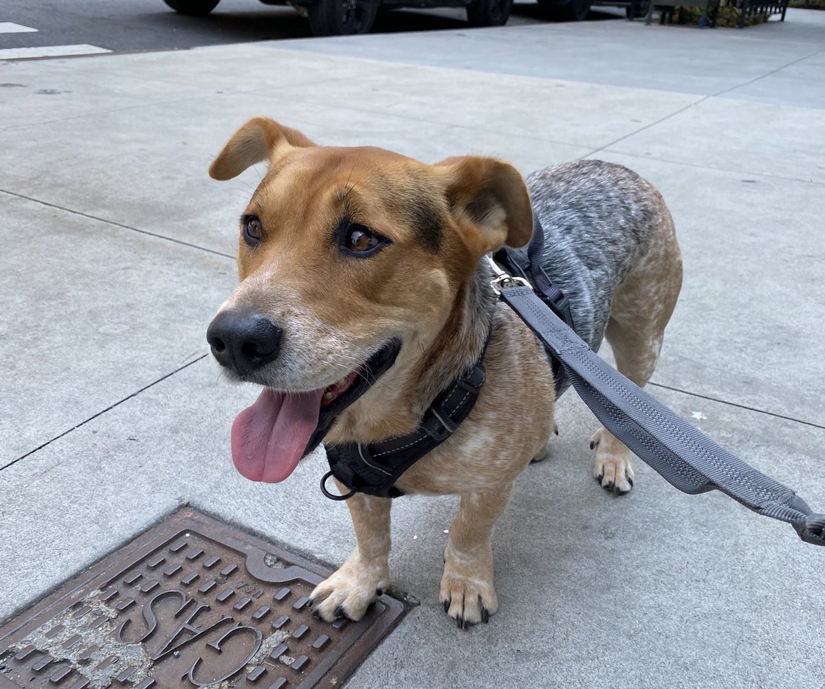 Sophie Vershbow tweet media