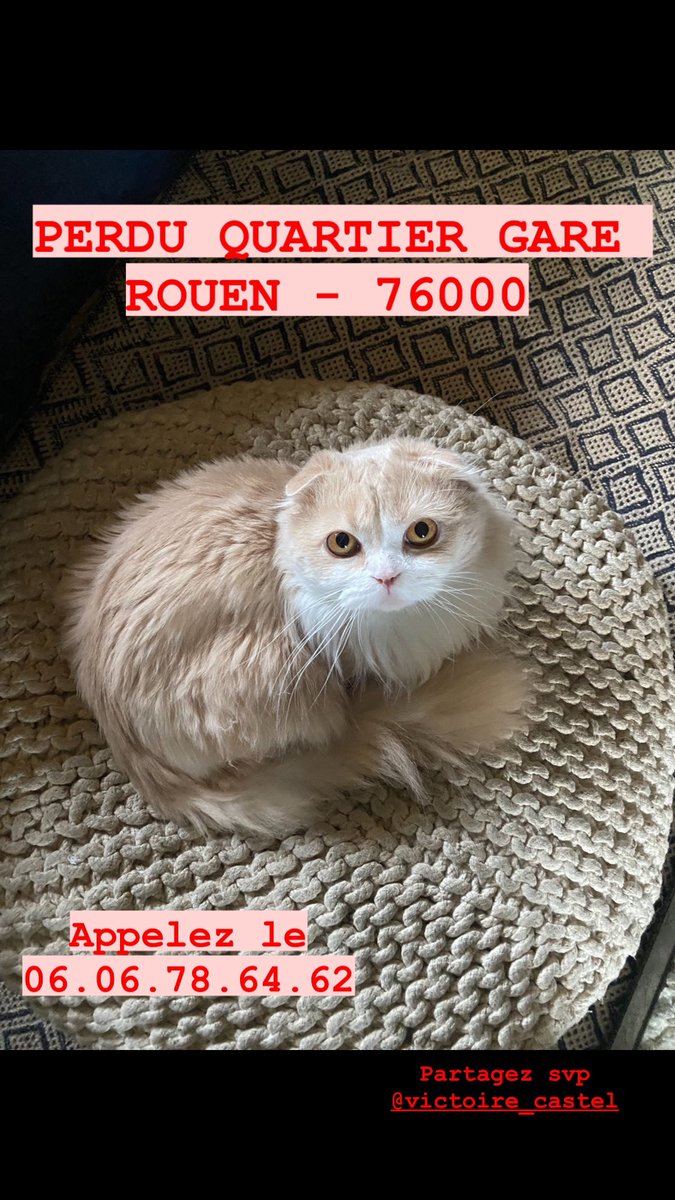 Viki__Castel's tweet photo. CHAT PERDU ROUEN GARE

Bonjour, j’ai perdu mon chat, Gatsby depuis le 9 juillet. Il est beige et blanc, poils longs avec les oreilles pliée et les yeux orange. 
Il est sûrement perdu dans le quartier de la gare ou aux alentours. (Rue du champs des oiseaux)
Aidez nous svp https://t.co/qpzGK5cXUX
