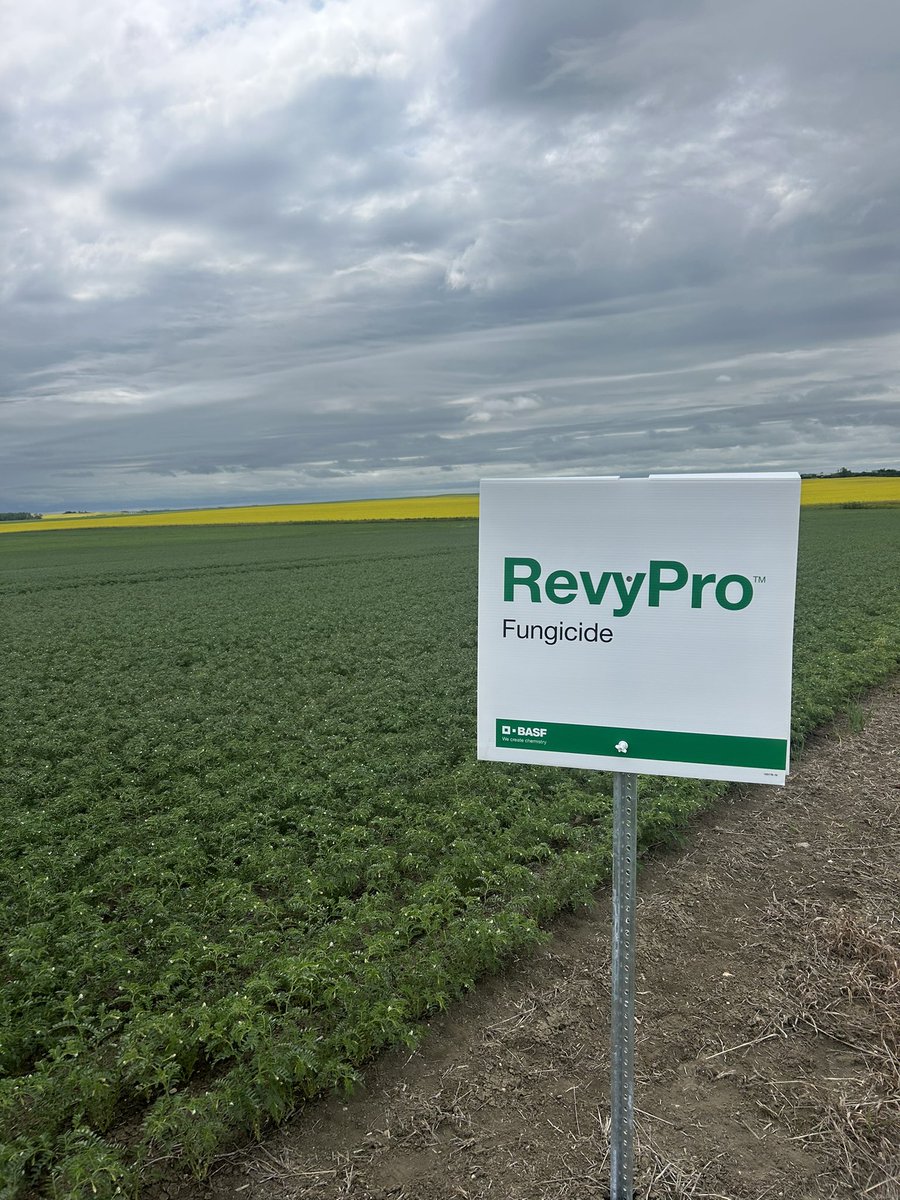 RevyPro trial product is sprayed on this chickpea field by Assiniboia! Thank you to Peter Seed Farm Ltd. for trialing this product for us! 
<a href="/BASFAgSolutions/">BASF Agricultural Solutions Canada</a> #AgTwitter
