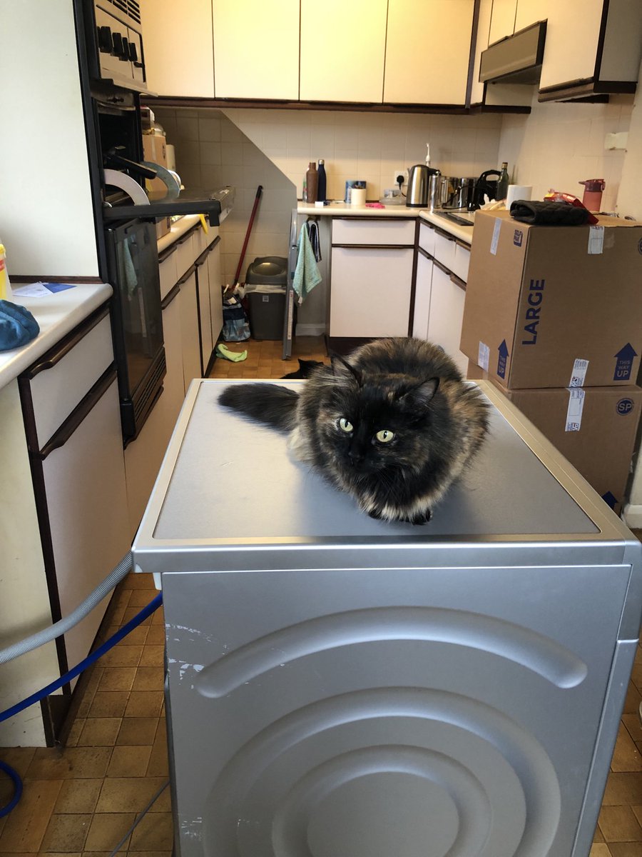 Mum’s just plumbed the washing machine in and put it on a test wash. Sadie’s on Quality Assurance 🤓😹🐾😬