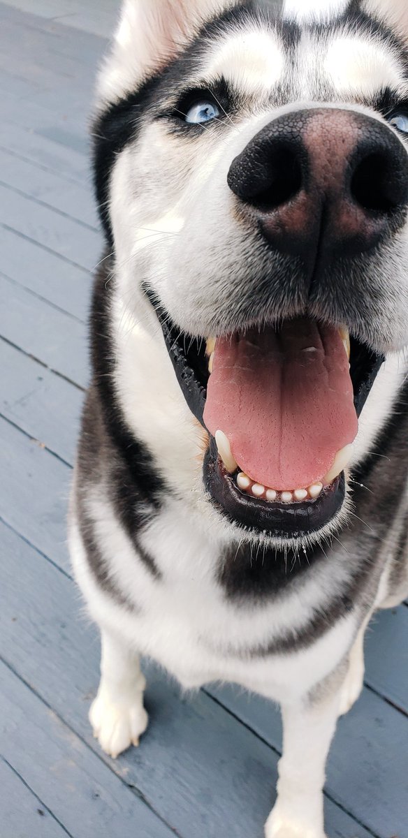 Smolantha tweet media