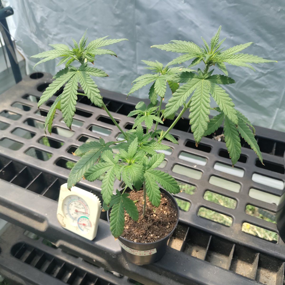 dwin666's tweet photo. #irvinearmy update!
Super Silver Haze X Cherry Pie
@breeder_j @irvineseedco
Little lady is a trooper. πͺπΎ She doesn't like the environment. I feel like she'd do better on the ground so that's where she at till transplant. βΊοΈ #growyourown #level1tester #CannabisCommunity https://t.co/pEBzGP4dOk
