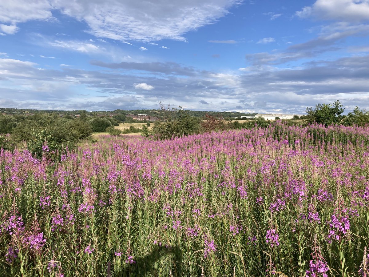 Ian Burgess (@nutcracker1965) on Twitter photo Berryhill tonight before the storm clouds arrived. Gate keeper , ringlet , meadow brown, small heath butterflies 🦋 grasshopper warbler, whitethroat, house martin & swift . <a href="/sbhfag/">Save Berryhill Fields Action Group</a> <a href="/Team4Nature/">Team4Nature</a> #staffordshire Berryhill tonight before the storm clouds arrived. Gate keeper , ringlet , meadow brown, small heath butterflies 🦋 grasshopper warbler, whitethroat, house martin & swift . <a href="/sbhfag/">Save Berryhill Fields Action Group</a> <a href="/Team4Nature/">Team4Nature</a> #staffordshire