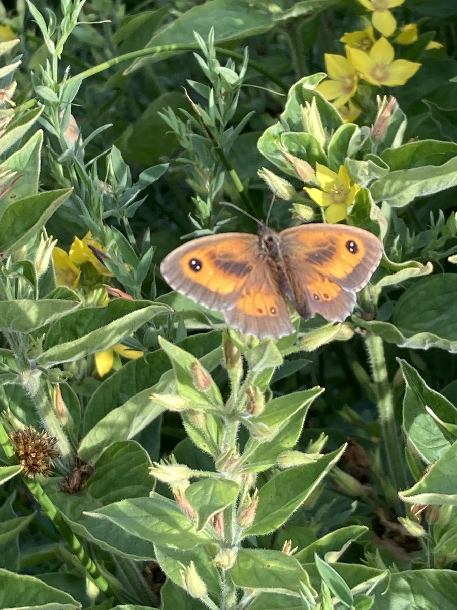 nutcracker1965's tweet image. Berryhill tonight before the storm clouds arrived. Gate keeper , ringlet , meadow brown, small heath butterflies 🦋 grasshopper warbler, whitethroat, house martin &amp;amp; swift . ⁦@sbhfag⁩ ⁦@Team4Nature⁩ #staffordshire
