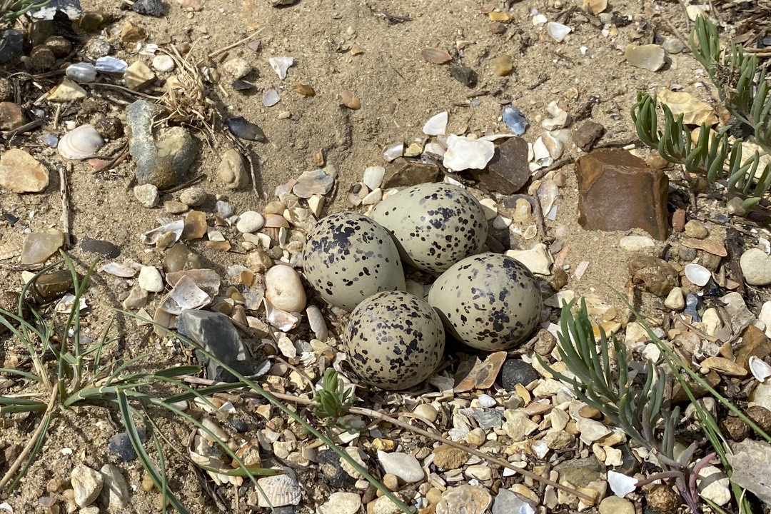 I checked out some sites on the Orwell estuary this afternoon looking for Ringed Plover and Oystercatcher chicks, unfortunately, as was expected, I did not find any. These days there are only a few pairs breeding. However, I did find another Ringed Plovers nest with 4 eggs.