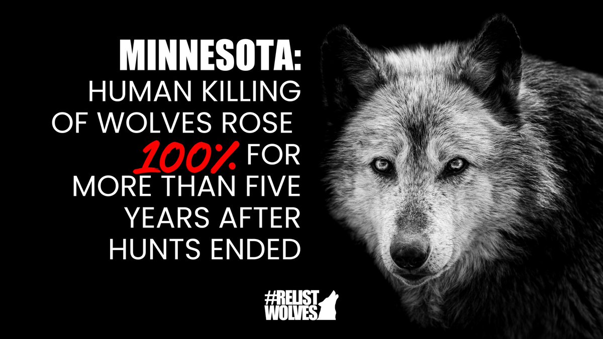 Team Wolf tweet media