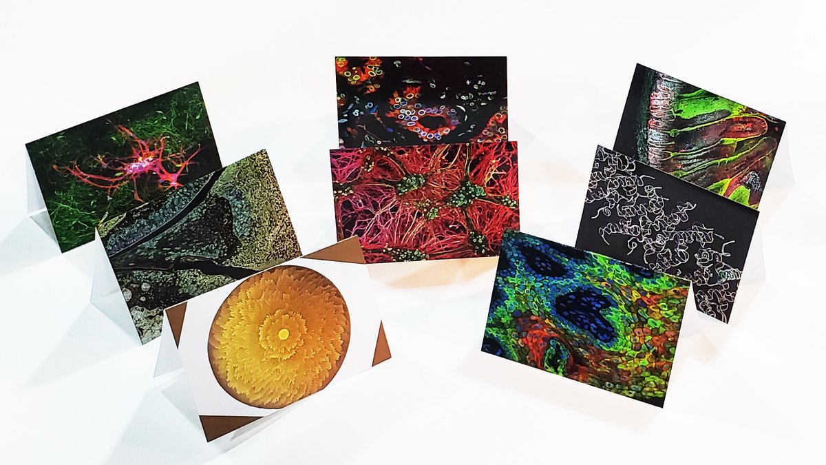 🔬🎨📬 New BioArtography 2023 note card packs are here! 8 amazing bestselling images! Pick up a pack today! bioartography.com/collections/bi… 
#bioart#sciart #scienceart #supportscience #microscopy #stem #steam