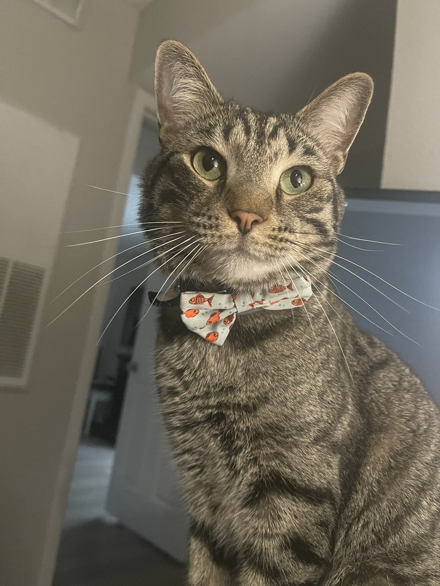DangitDanielle's tweet photo. When your cat is named after @EddieRosario09, you 1000% buy a Rosario jersey at Truist Park ⚾️
Rosario, meet Middleton Rosario 🧢 https://t.co/lnYtFKQn1s