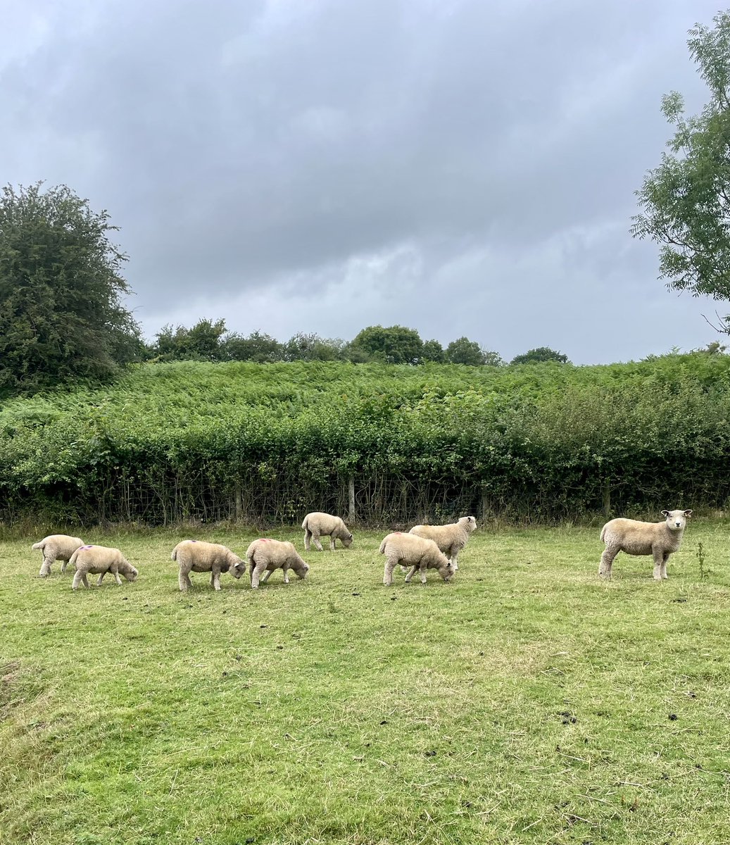 The lambs very sad 😢 at being separated from their mums at 13 weeks old ….. oh the noise …. Arthur 🐑 now very much in charge! #smallholding #Ryeland.