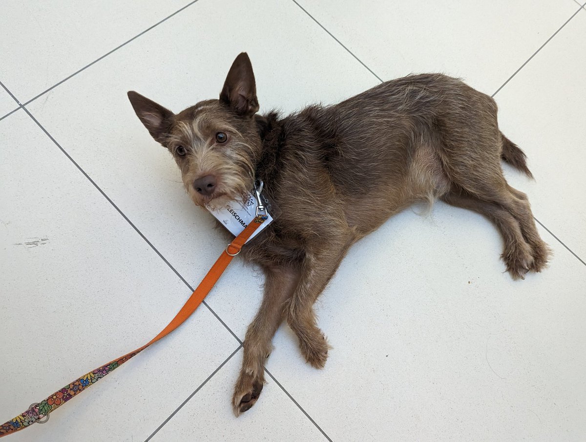 Tamas Farago (tamsa) (@tamsa42) on Twitter photo This was a long day, but awesome talks at #CSF2023 <a href="/CanineForum/">Canine Science Forum</a> with <a href="/FamDogProject/">Family Dog Project</a> This was a long day, but awesome talks at #CSF2023 <a href="/CanineForum/">Canine Science Forum</a> with <a href="/FamDogProject/">Family Dog Project</a>