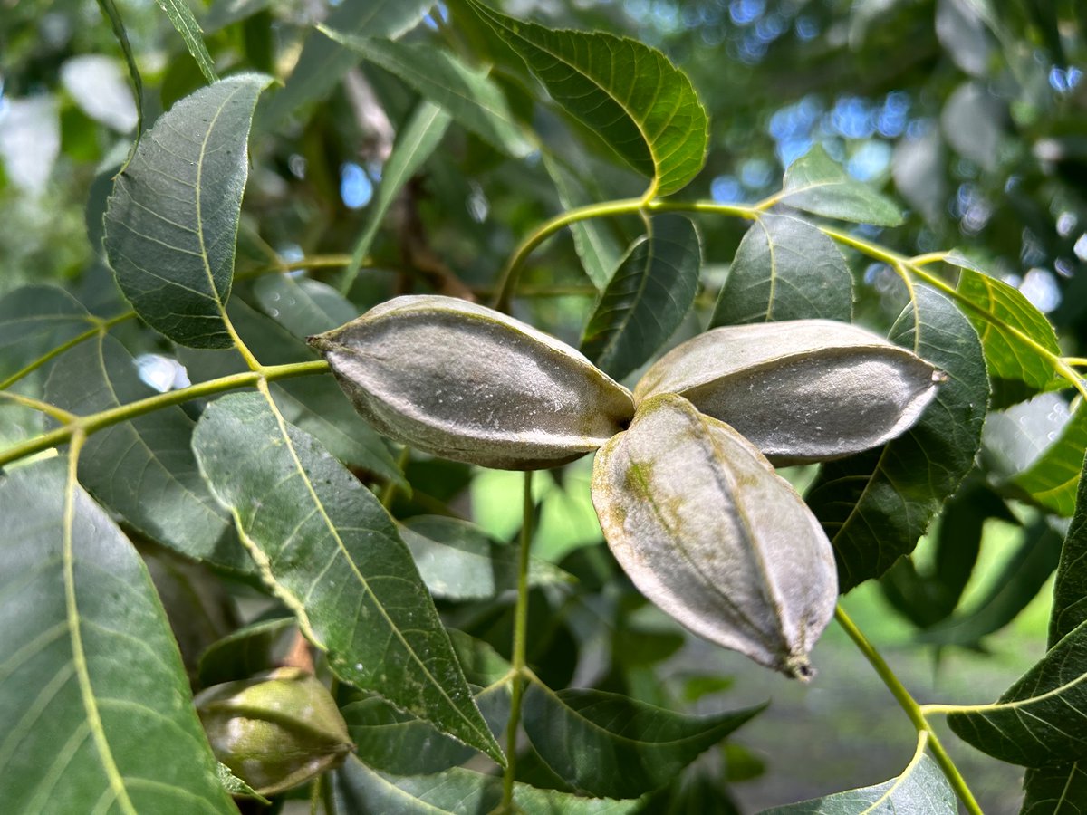 The Orchard Keeper tweet media