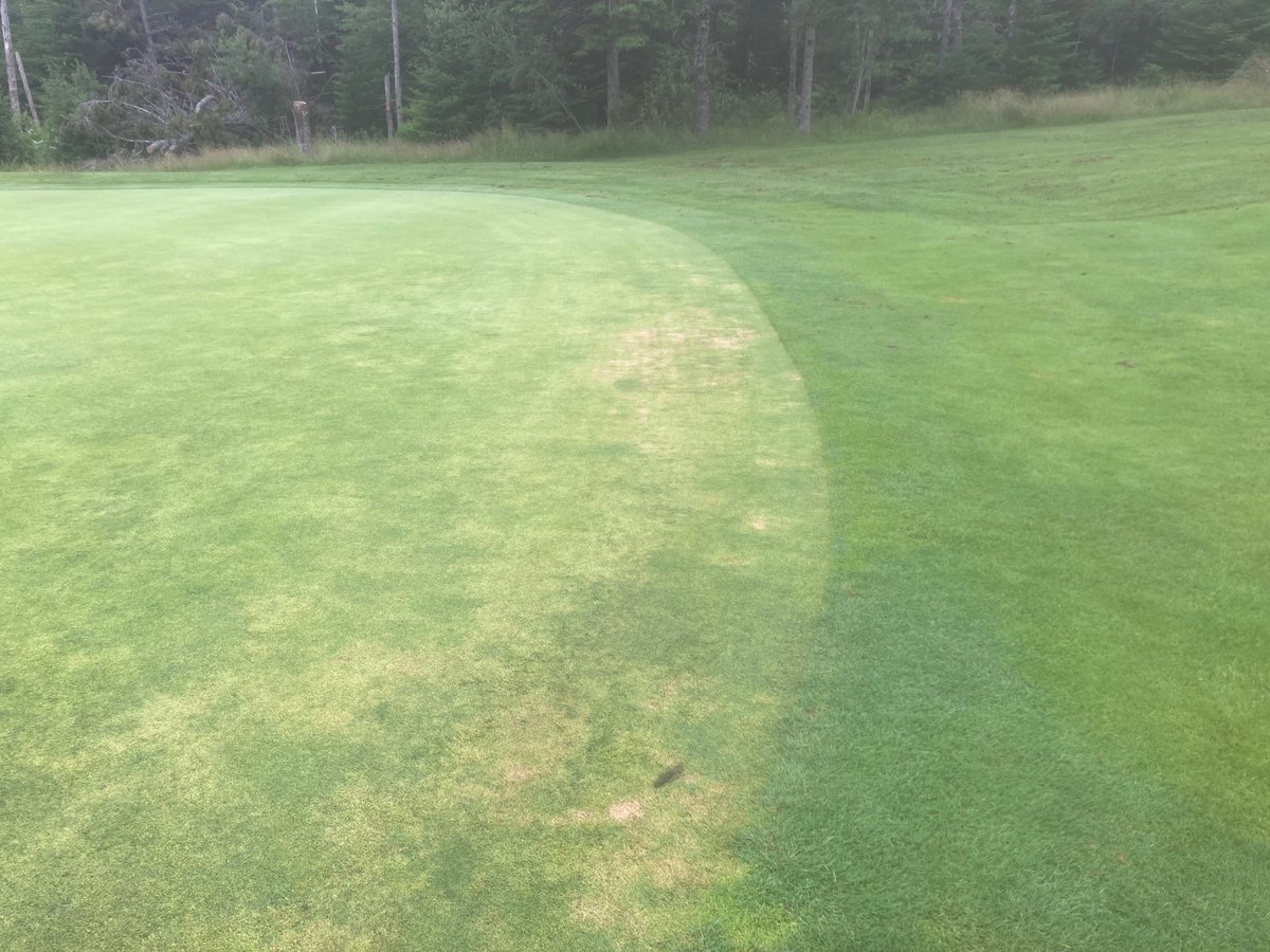 haughnturf's tweet image. The weather has all kinds of golf course superintendents switching to detective mode. ABW, poa 🤮, Dollar Spot, Take All Patch…it’s a plethora of #turfnerd related issues!