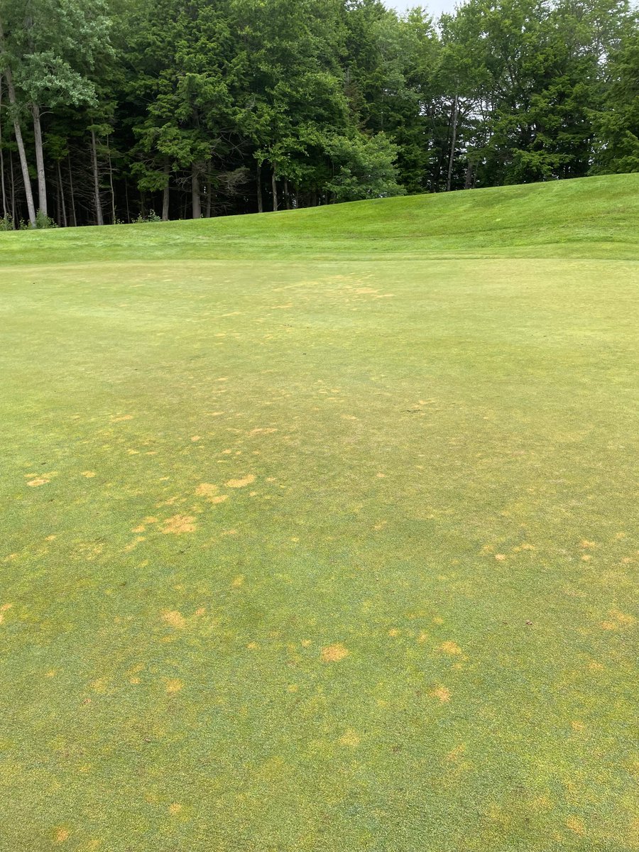 haughnturf's tweet image. The weather has all kinds of golf course superintendents switching to detective mode. ABW, poa 🤮, Dollar Spot, Take All Patch…it’s a plethora of #turfnerd related issues!