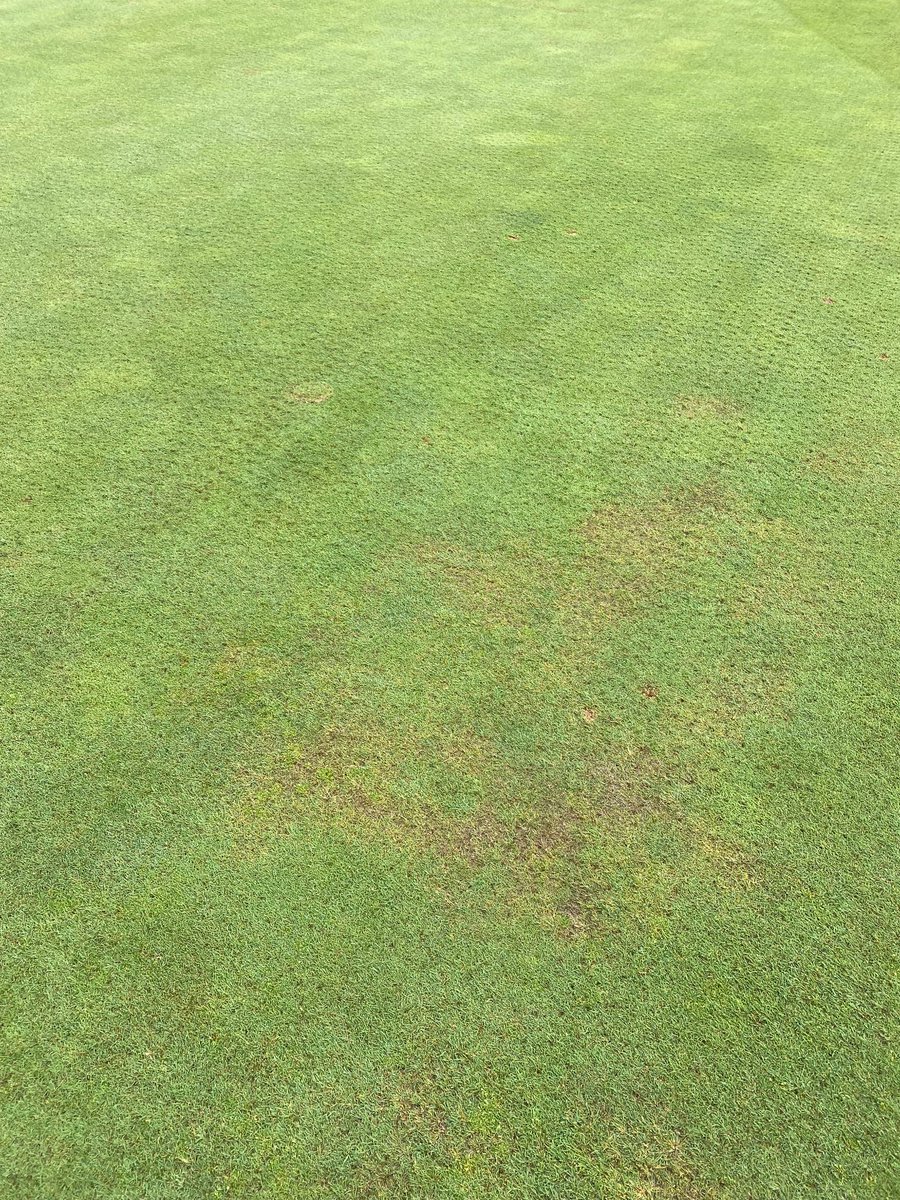 haughnturf's tweet image. The weather has all kinds of golf course superintendents switching to detective mode. ABW, poa 🤮, Dollar Spot, Take All Patch…it’s a plethora of #turfnerd related issues!